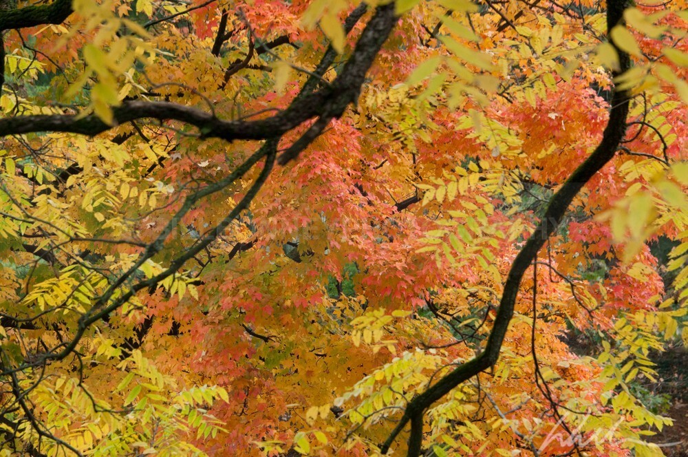 _WDB3111 - Autumn