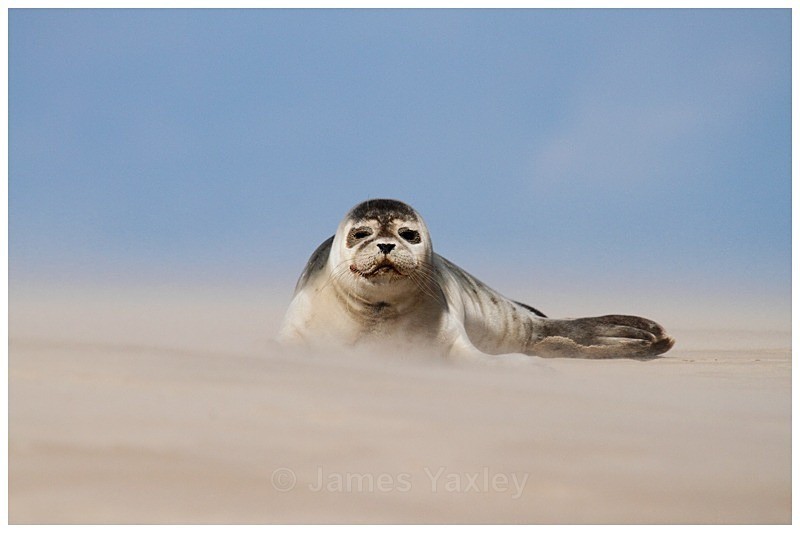 Sandstorm Seal 1 - The British Wildlife Photography Awards 2009 to 2014