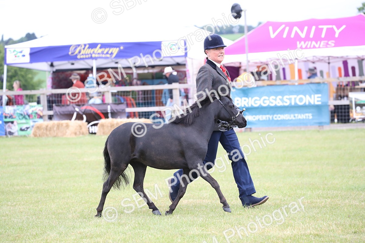 SBM_03495 - Class 23-25 - British Miniature Horse of the Year