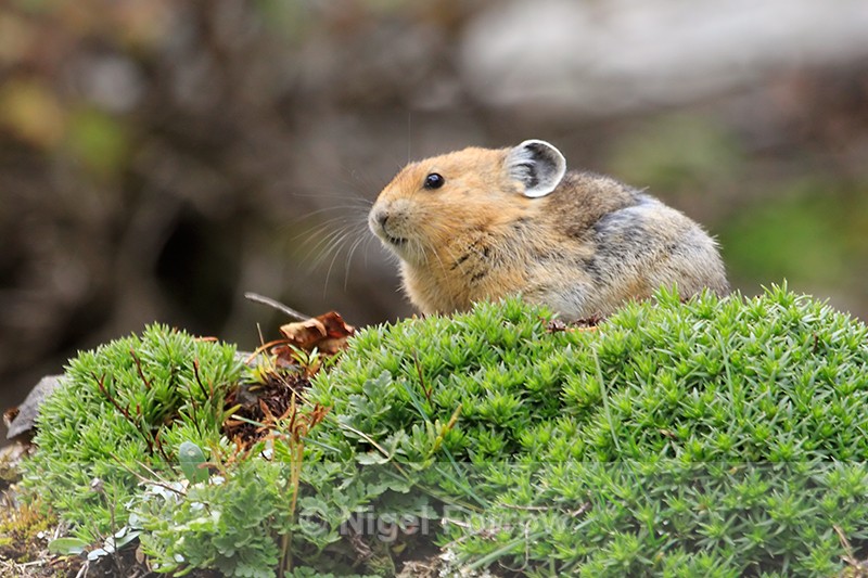American Pika at Lake Louise, Canada - Pika