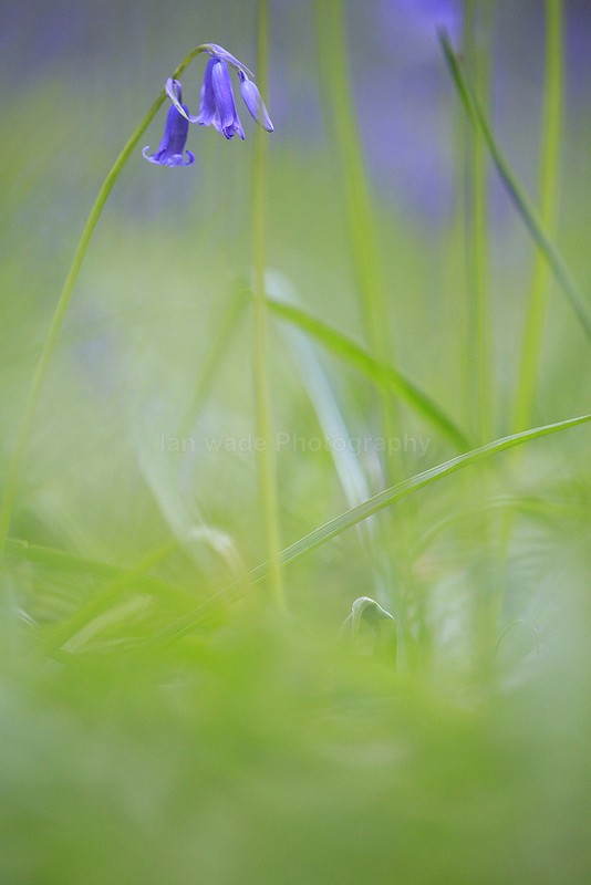  - Woodland scenes & flowers