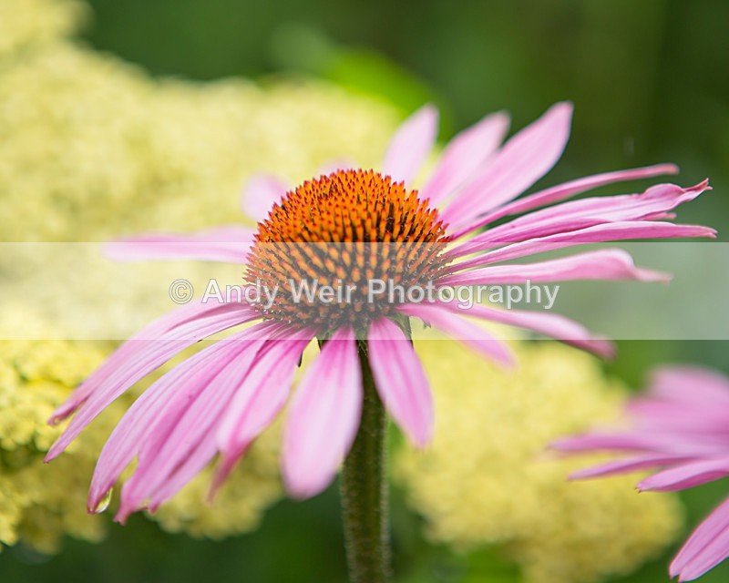 20130804-3K8A5404 - Plants & Flowers