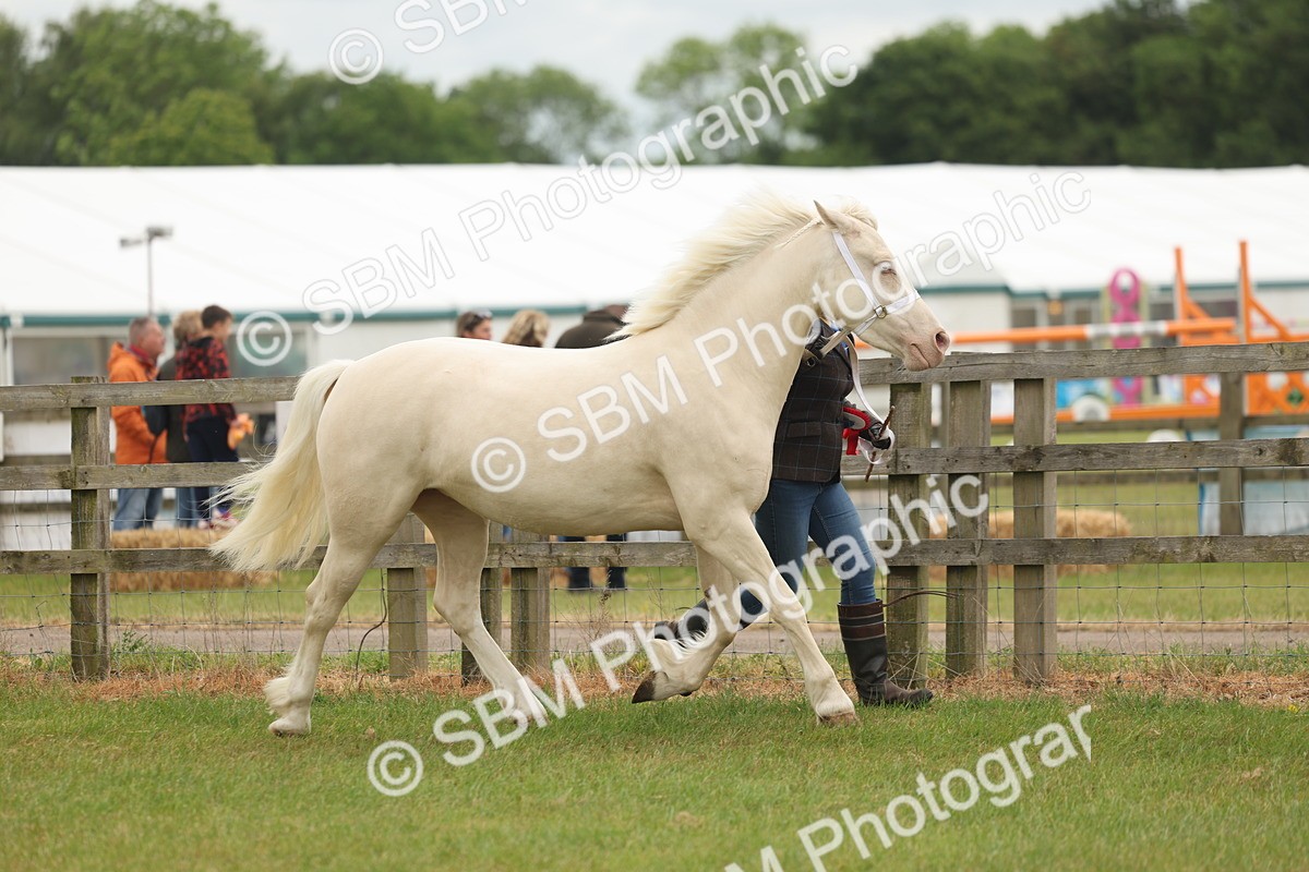 SBM_02429 - Class 50-57 - M&M Welsh Pony In Hand