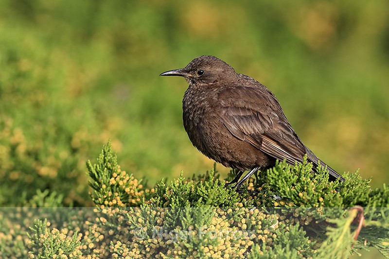Side view of Blackish Cinclodes, Carcass Island, Falklands - Tussockbird (Blackish Cinclodes)