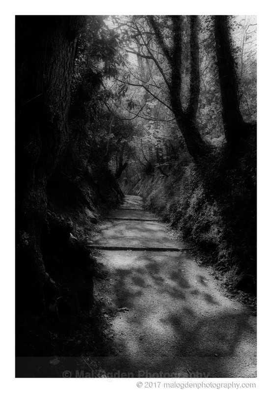 Winkleberry Lane - Black & White/Monochrome