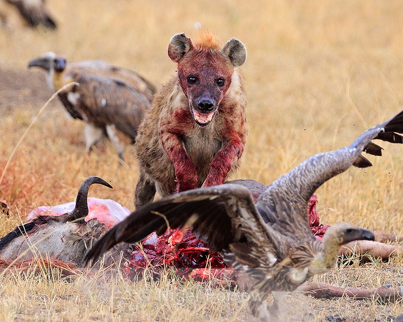 Spotted Hyena chases a White-backed Vulture away from a carcass - Hyena