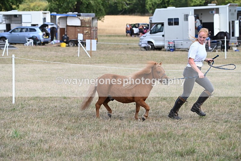 WJ6_6883 - Class 21 Shetland & Mini Horses