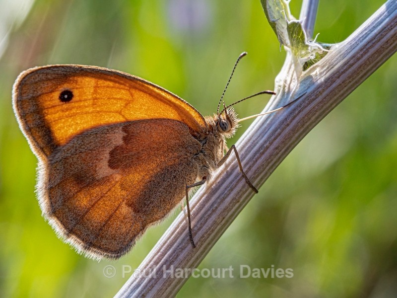 Meadow brown (Maniola jurtina) - Insects & Spiders &  other animals 2021
