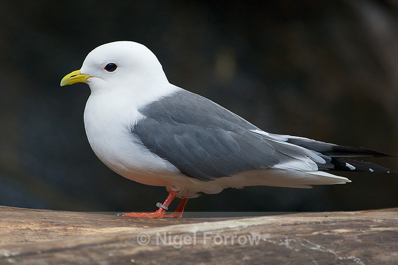 Red-legged Kittiwake at the Alaska Sealife Centre, Seward - Red-legged Kittiwake