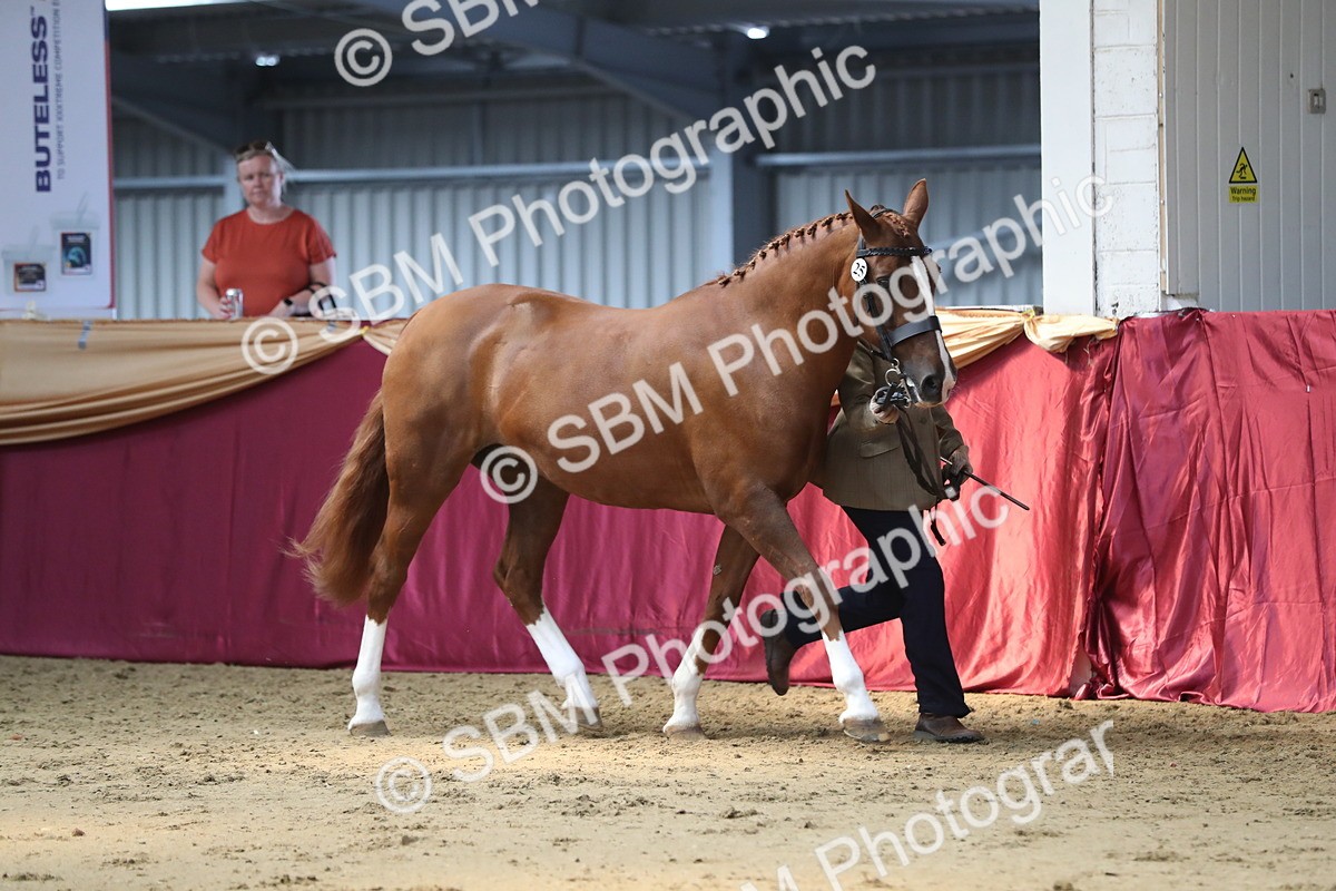 SBM_04343 - Class 7R Regional - IH Diamond