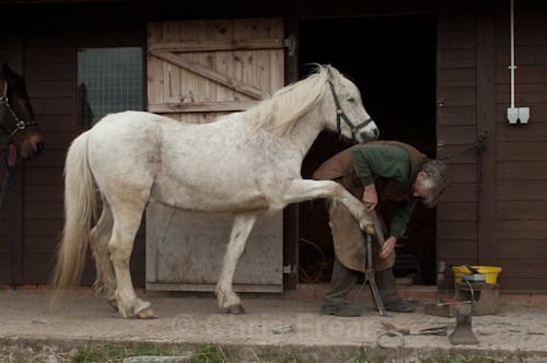 12 - The Farrier