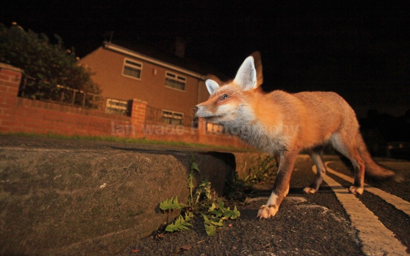 Urban fox in Bristol listening to a dog walker approaching in Bristol - Urban Foxes, Bristol, Great Britain