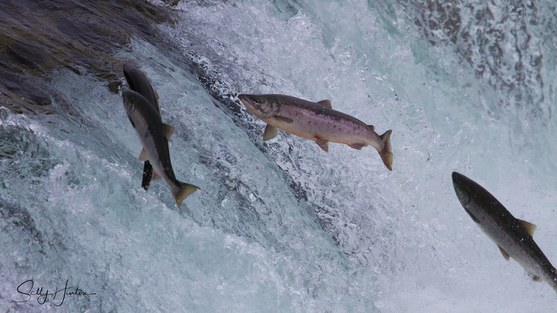 Salmon Jumping Falls