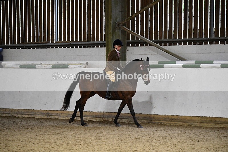 WJ5_8787 - Class 15 Ridden Show Horse