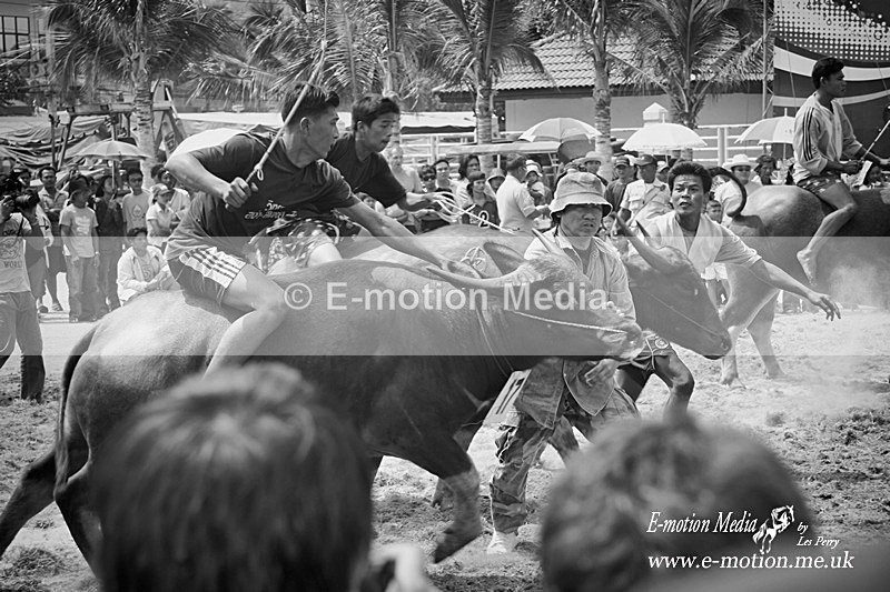 buffolo race 136BW - B & W photography