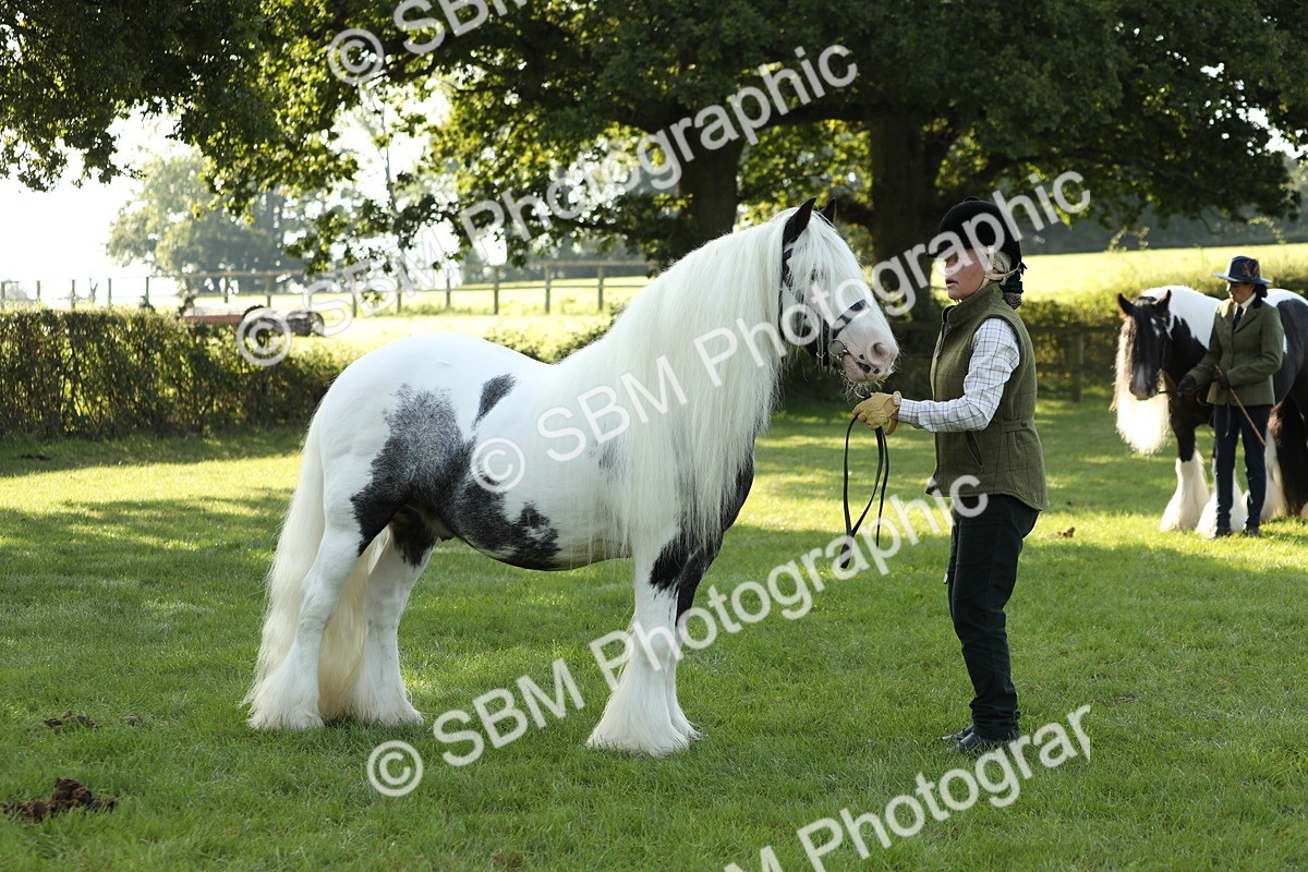 SBM_60910 - S43 - Coloured Pony In Hand