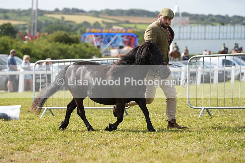 DSC05229 - Class 49: NPS Shetland 4 years and over