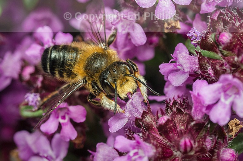 Megachile willughbiella (m)