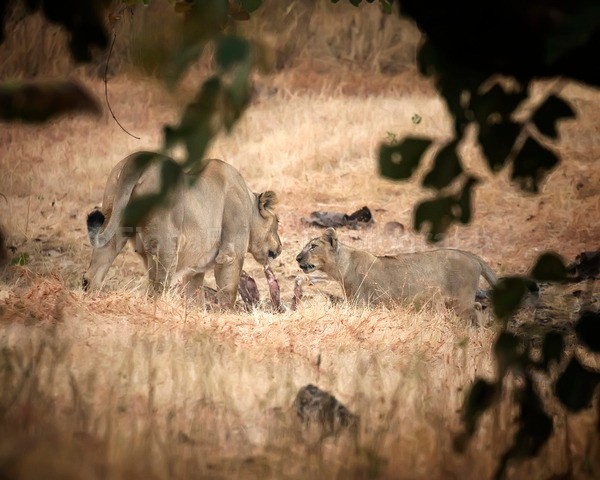 India B-312 - Wildlife of India