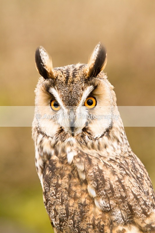 20110312-IMG_2266 - Long Eared Owl