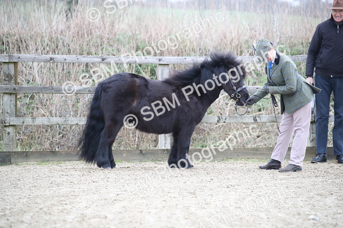 SBM_003882 - Class 1-4 - Young Stock classes Inc. In Hand Championship
