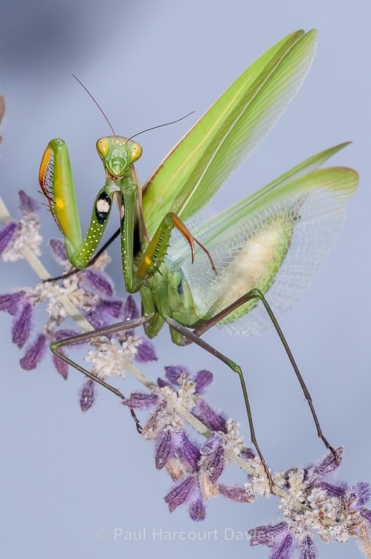  - Bugs: Macro insects