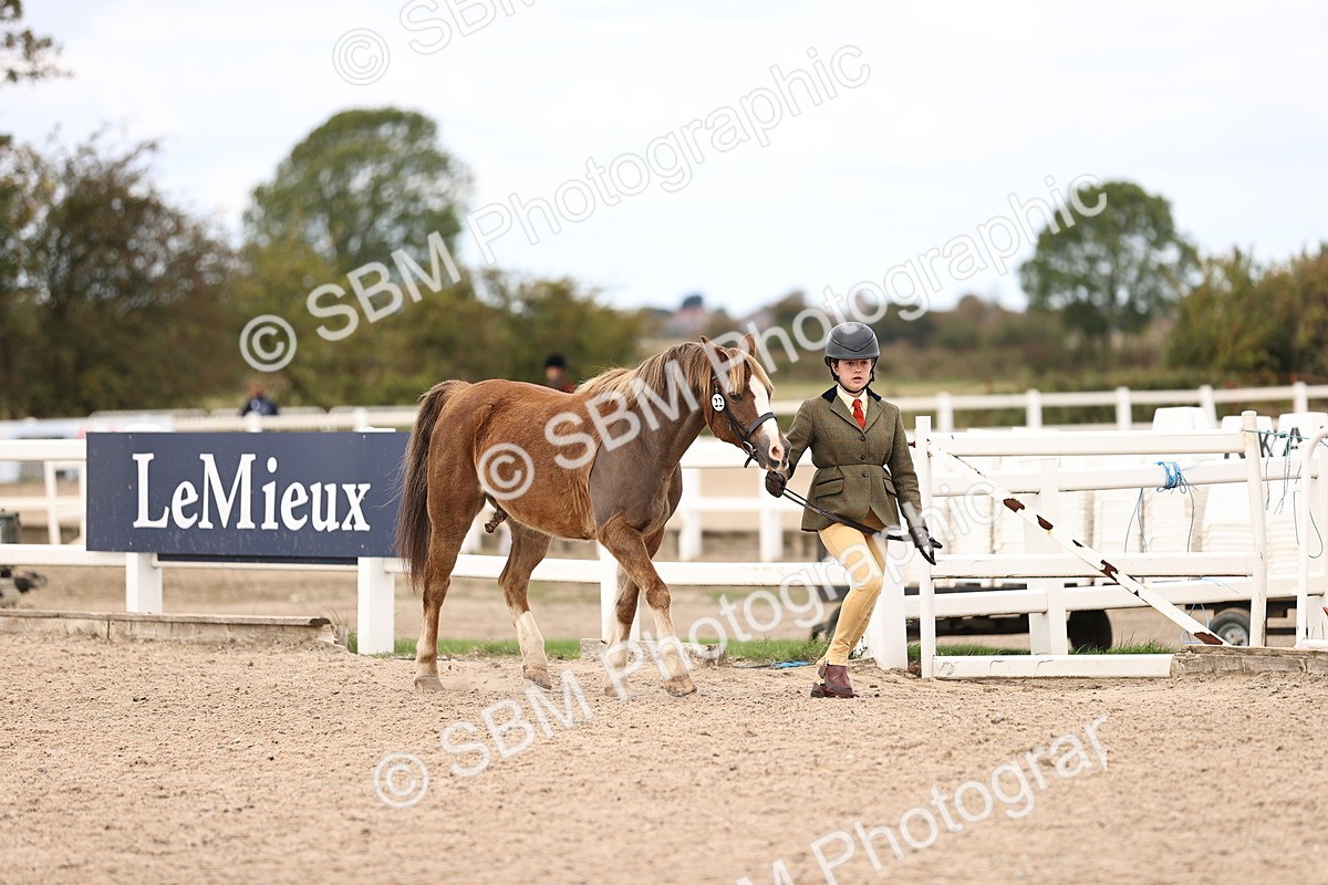 SBM_15995 - Class 417 - Handsomest Gelding (IH or Ridden) Jnr
