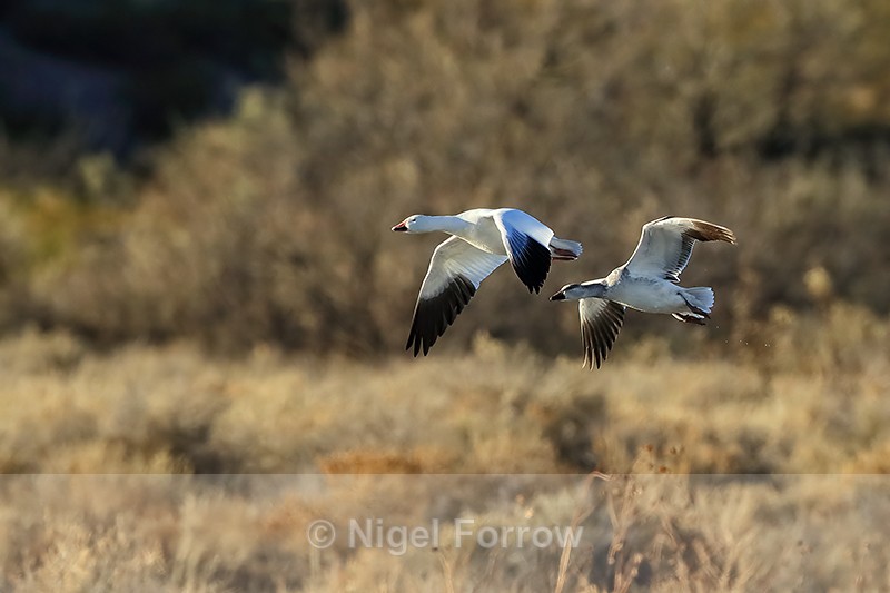 Two Snow Geese in flight, Bosque del Apache, New Mexico - Snow Goose
