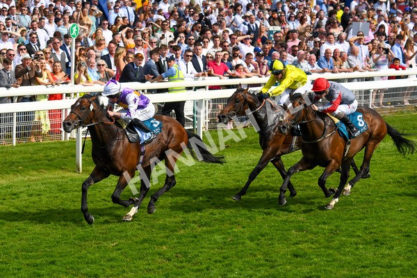 270523-Race 6-Quantum Impact-0890 - Race 6 4.25pm Royal Yorkshire Regiment Handicap