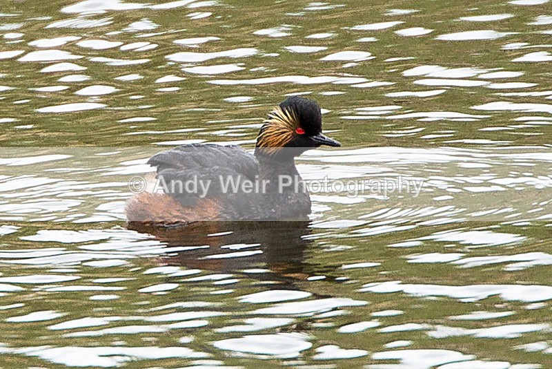 20140417-3K8A0237 - Black-necked Grebe