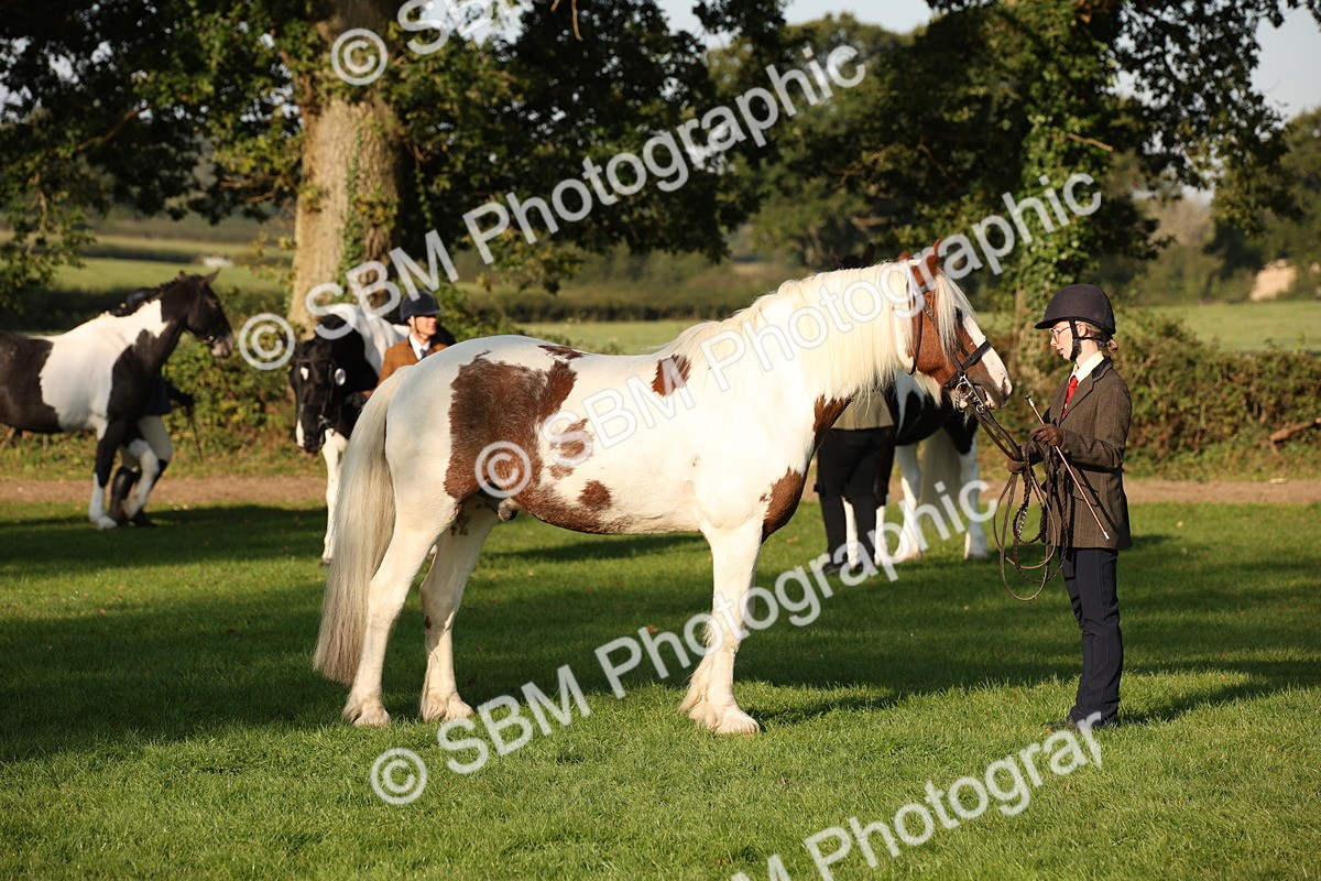 SBM_58733 - S51 - Piebald & Skewbald Horse In Hand