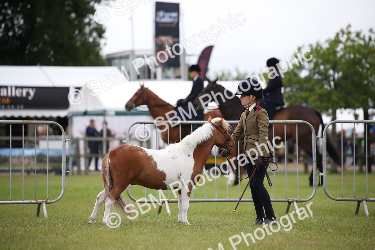 SBM_03858 - Class 23-25 - British Miniature Horse of the Year