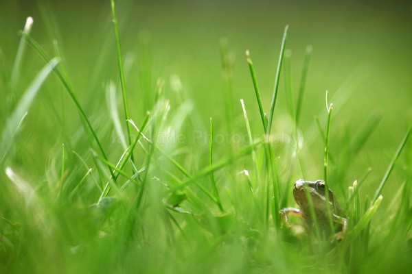 The Common Frog _ 020 , Rana temporaria - Reptiles, amphibians & pond life, Great Britian