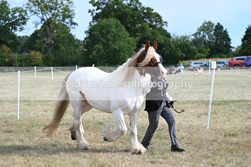 WJ7_8160 - In-hand Championship