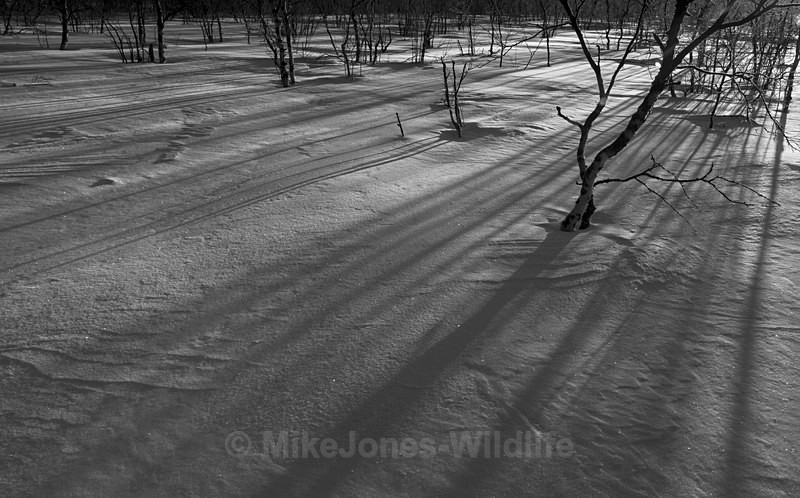 Low Sun at -30deg C, early spring in Northern Finland - FINLAND & SWEDEN LANDSCAPES