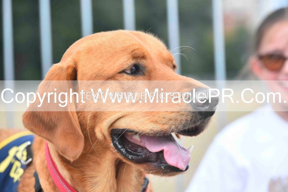 SH4_0129 - Dog show.