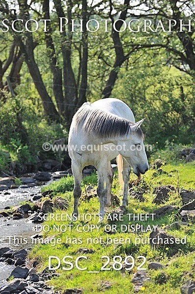 DSC_2892 - ARCHIVE REQUEST - Quincy and Guinness