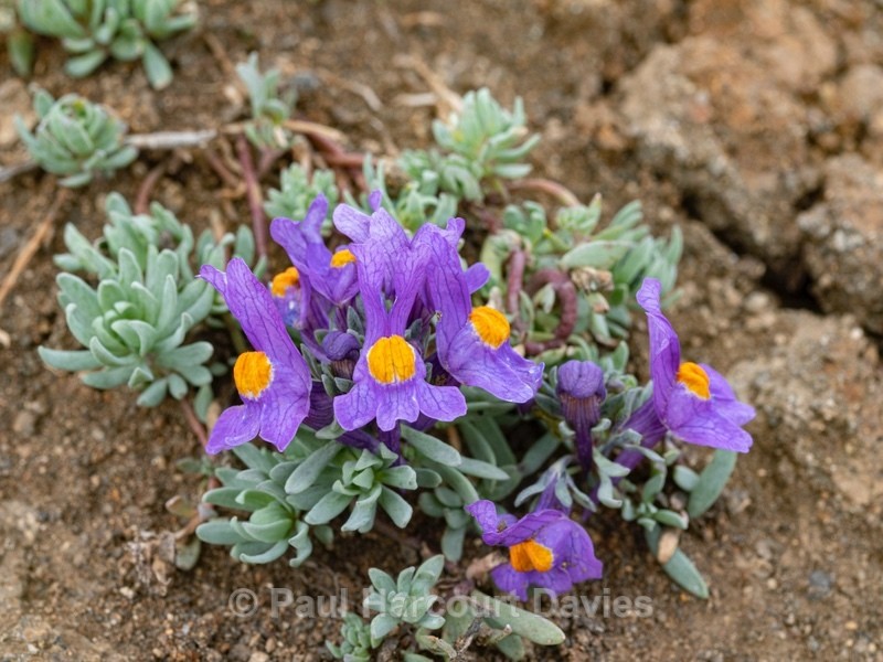 Alpine toadflax (Linaria alpina) - Wild Flowers