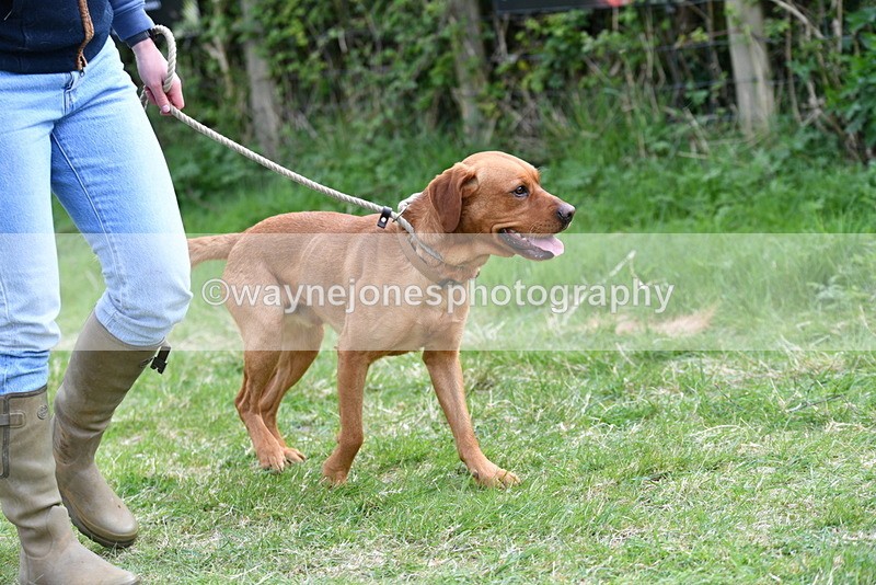 WJ5_9475 - Class 3 Most Handsome Dog