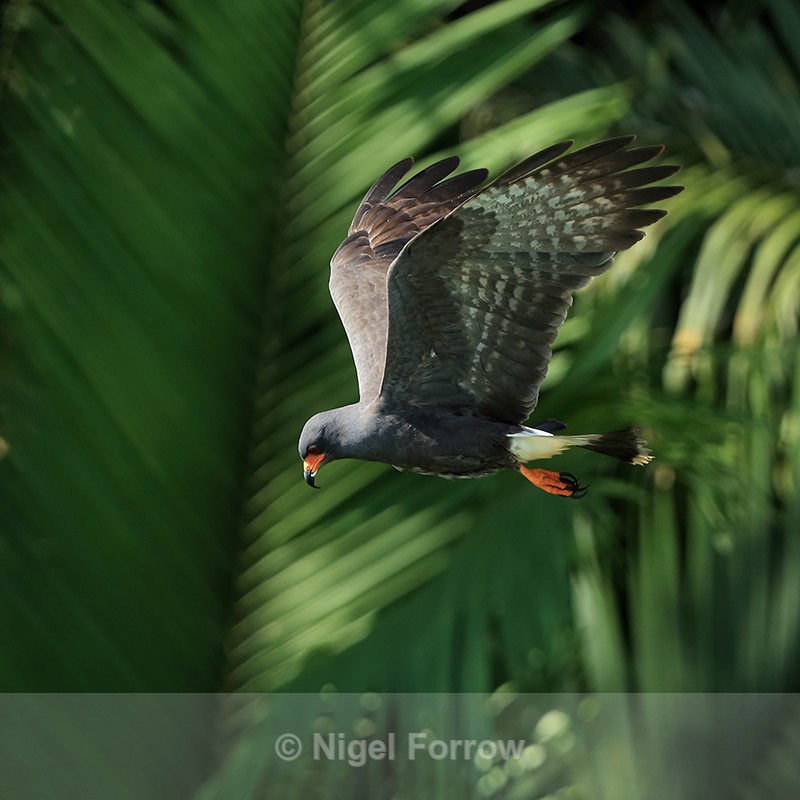 Snail Kite (male) hunting, Panama - Snail Kite