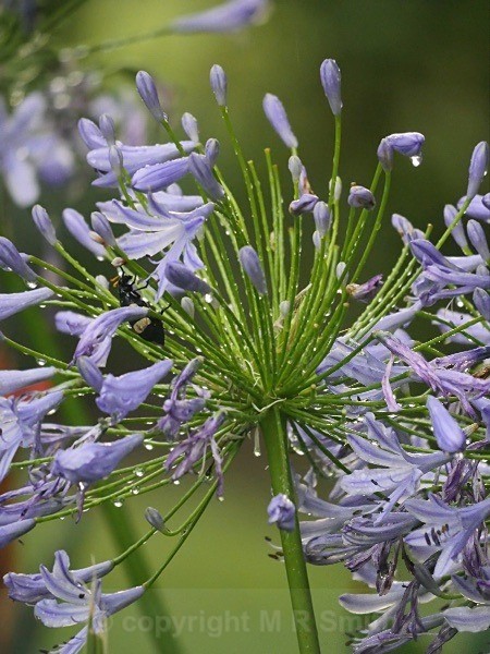 Rainy Agapanthus - MACRO & CLOSE UPS 2
