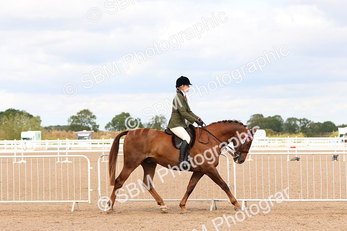 SBM_14084 - Class 213 - Ridden Hack Riding Horse