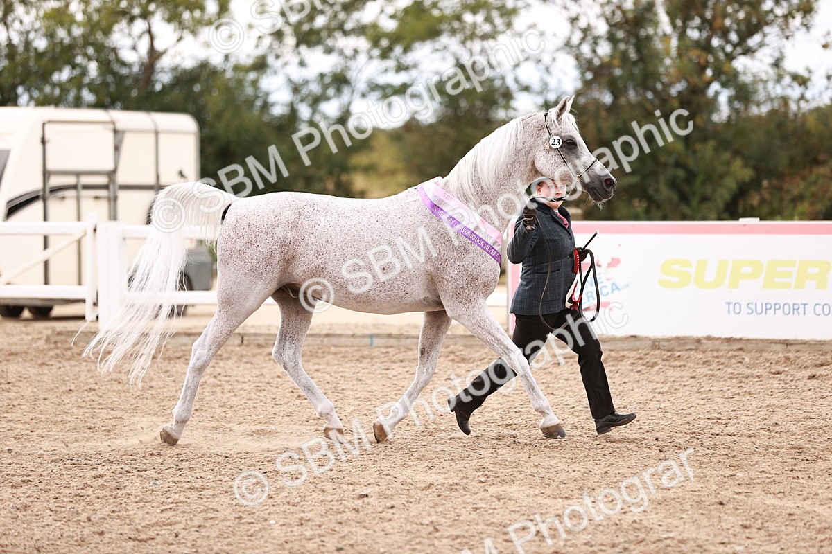 SBM_16258 - Class412 - Handsome Gelding (IH  or Ridden) Adult