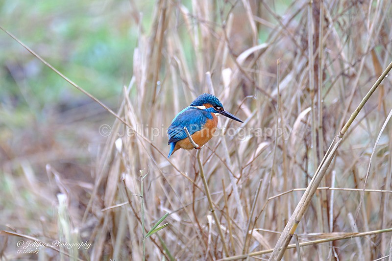  - Wildlife and Nature