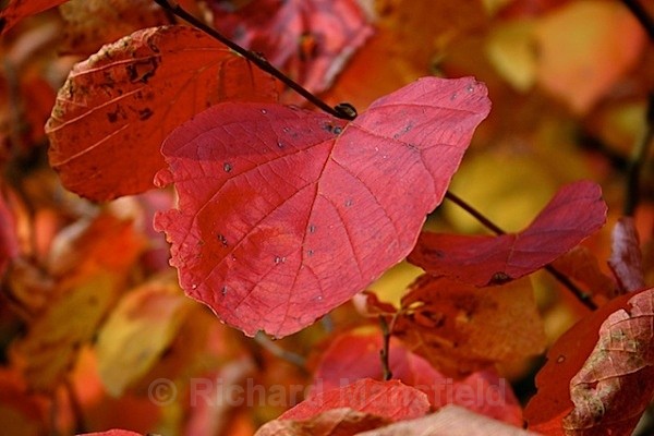  - Autumn