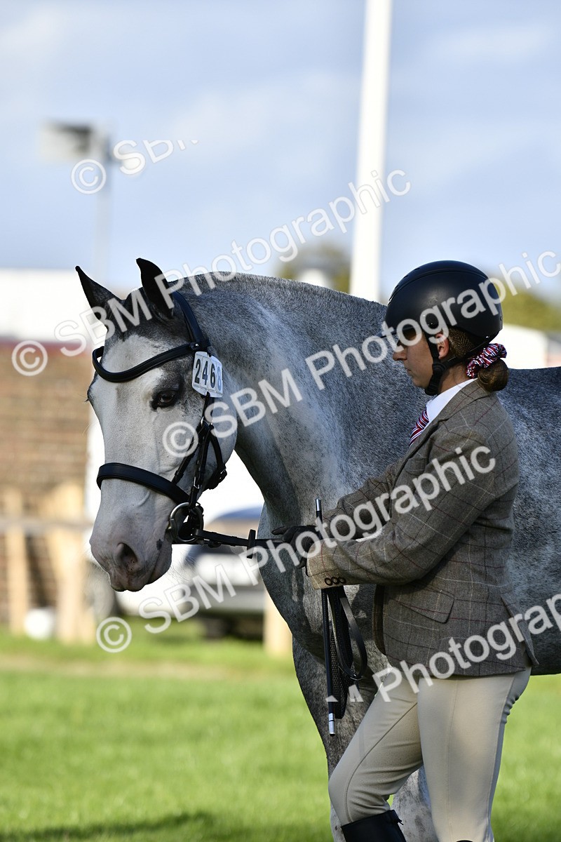 SBM_52237 - S35 - Working Hunter & Working Show Horse