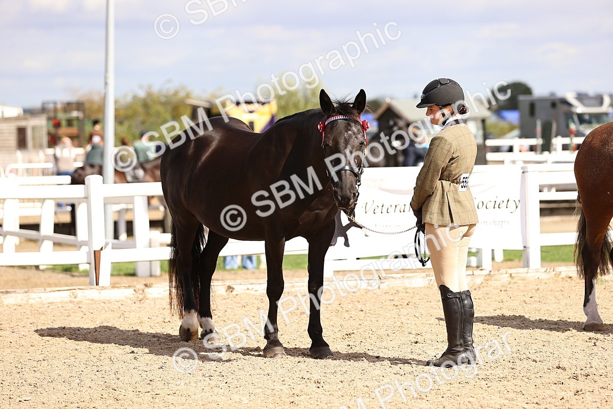 SBM_14315 - Class 411 - Prettiest Mare (IH OR Ridden) Adult