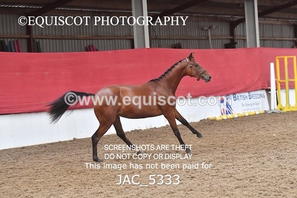 JAC_5333 - 7 L'Espirits Little Unicorn