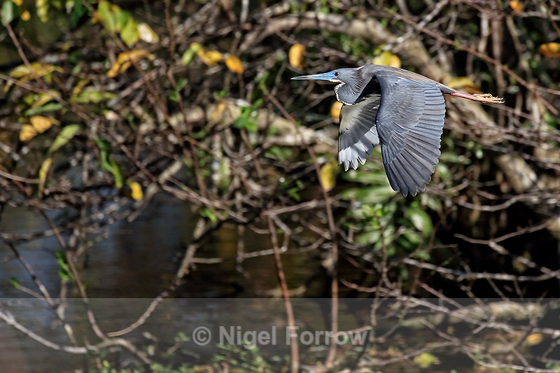 Flying Tricolored Heron, Wakodahatchee Wetlands, Florida - Tricolored Heron