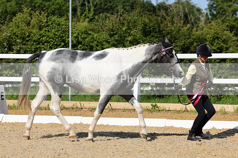 1X9A0820 - Class 4: Youngstock 1, 2, 3 year old to exceed 153cm